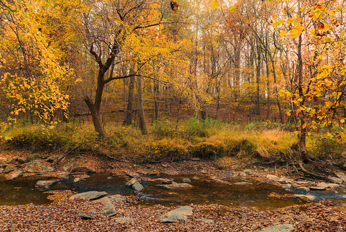 autumn october leaves trees fall colors landscape photography sony alpha a7riii ilce7rm3 outside outdoors nature woods forest creeks stream grey overcast clouds cloudy 2470mmf28dgdn|a sigma art lens zoom standard tripod