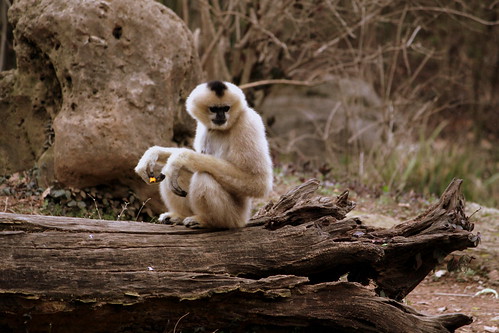 White-Cheeked Gibbon female - Nashville Zoo
