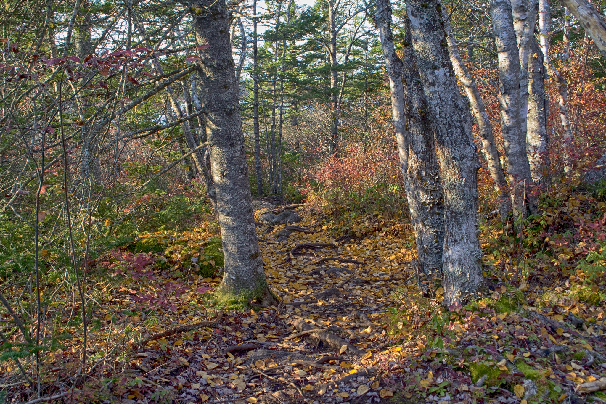 The Bluff Wilderness Trail