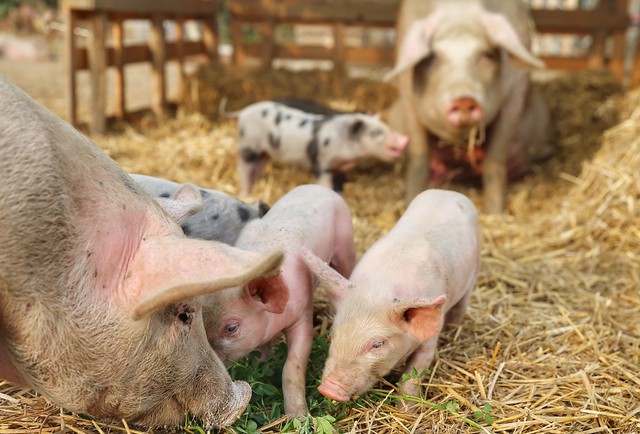 The pigs of Boer & Compagnie in Heverlee