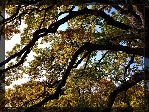 outside outdoor nature hungary park hiking walking history autumn lake sky bluesky fejér megye dég festetics kastély kastélypark trees