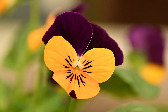 Garden Pansy (Viola genus hybrid)