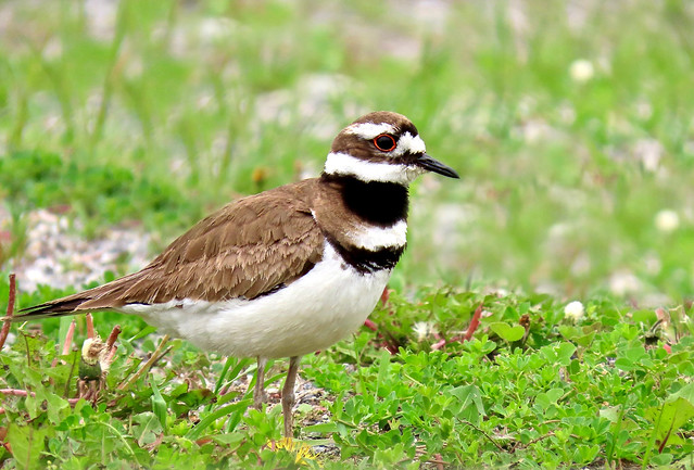 Why did the Killdeer wear stripes? It didn't want to be spotted. :)