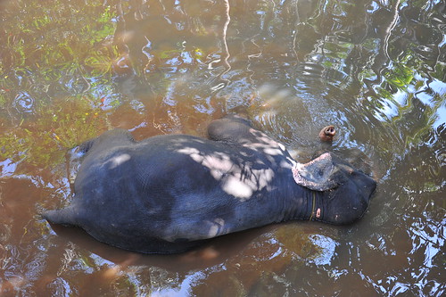 elephant bathing inastream spicegarden goa india sahakari spice farm ponda