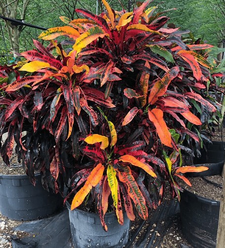 Croton Assorted croton-assorted | TreeWorld Wholesale | Flickr