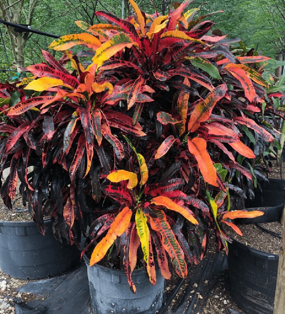 Croton Assorted croton-assorted | TreeWorld Wholesale | Flickr