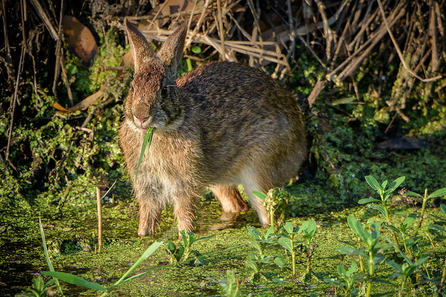 Marsh rabbit - Explore