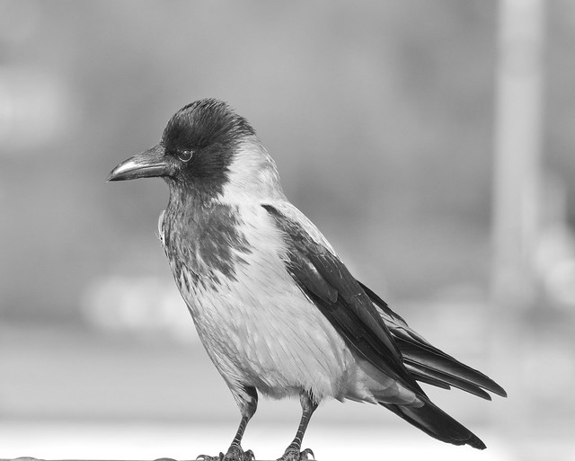 Grey (Hooded) Crow