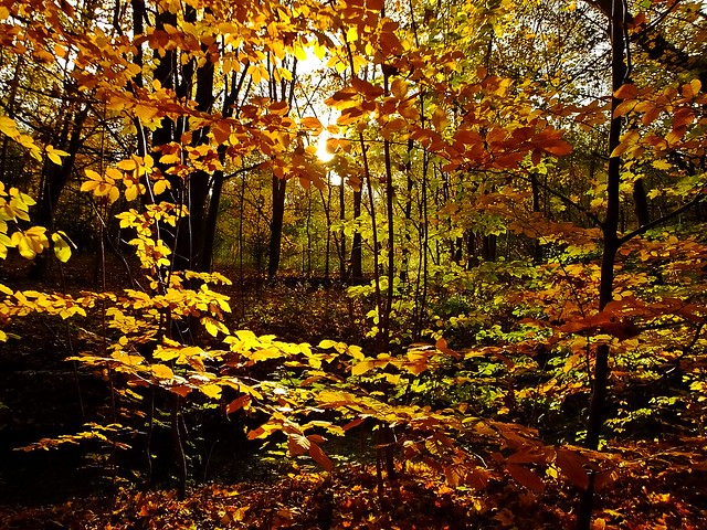 im Herbstlicht - in the autumn light