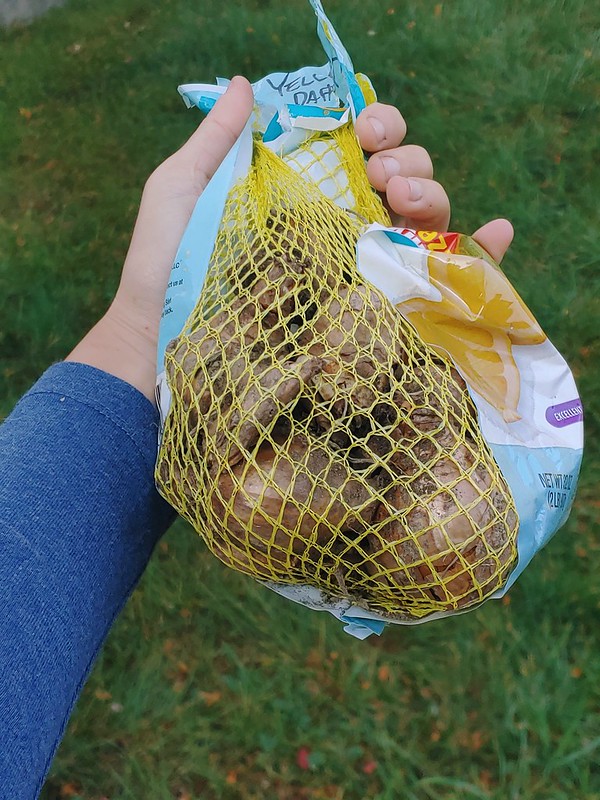 Daffodil bulbs in a lemon bag