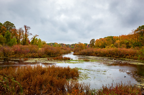 nature autumn michigan 2020 landscape wetland marsh marshland