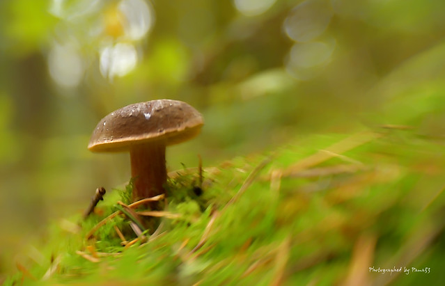 Pilze - Fungi - Mushroom - Marone