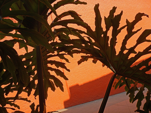 Philodendrons against an orange wall on the patio of a museum in Coyacan, Mexico