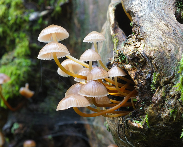Funghi in un tronco di albero