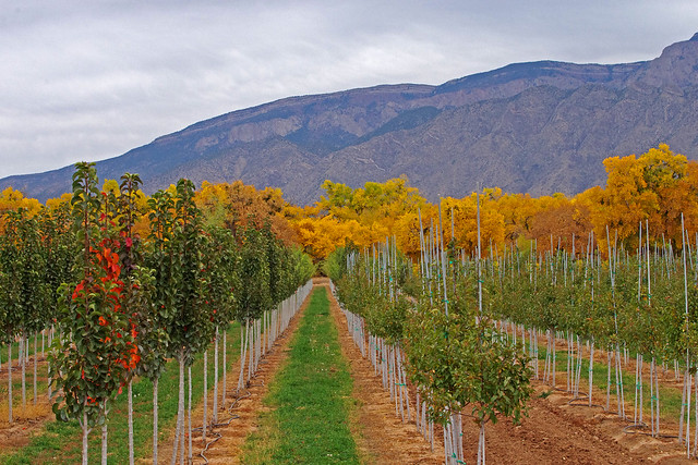 Front: tree nursery in Corrales; behind: cottonwood bosque in autumn colors along Rio Grande; in the backround: Sandia Mountains.  New Mexico, USA.
