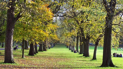 edinburgh edimbourg scotland tree trees treetunnel meadows park autumn leaves leaf perspective red gold green avenue arboreal