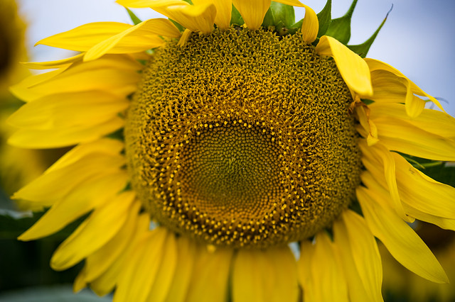 DBL_6419L Sunflower