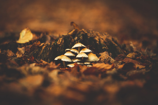296/366 - Mushrooms