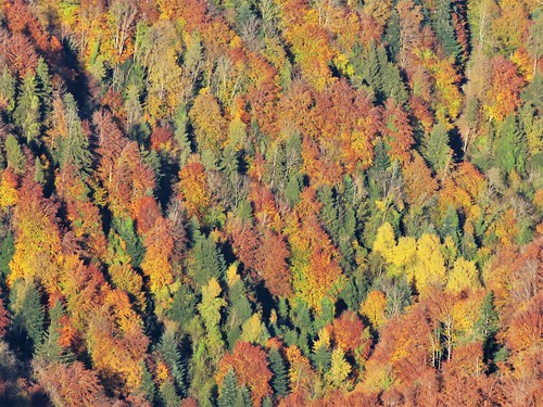 Ruska | These autumn colors! | Mount Rigi, Switzerland | Flickr