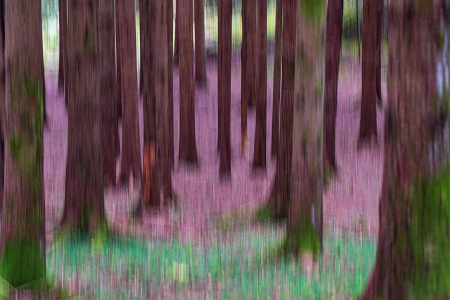 The Abstract Forest