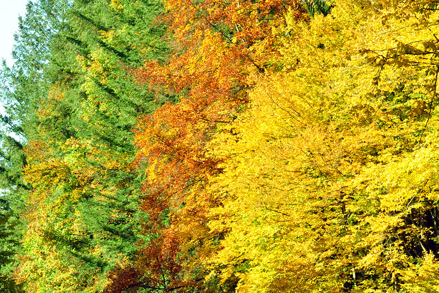 Goldener Oktober 2020 ... farbenfroher Odenwald ... bunte Blätter ... Brigitte Stolle