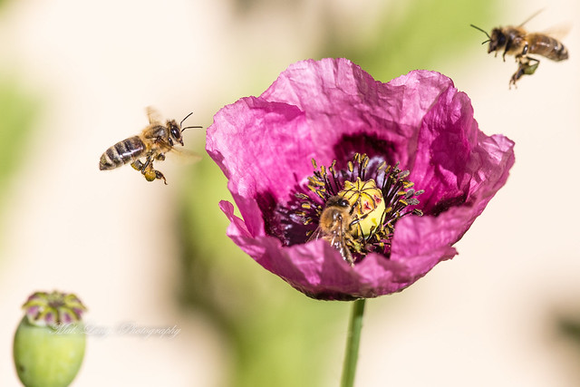 Honey bees and poppys