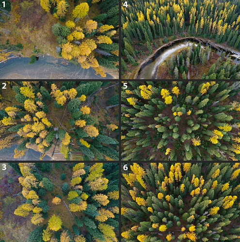 autumn fall landscape trees tamarack larch aerial dronephoto fallfoliage autumnfoliage