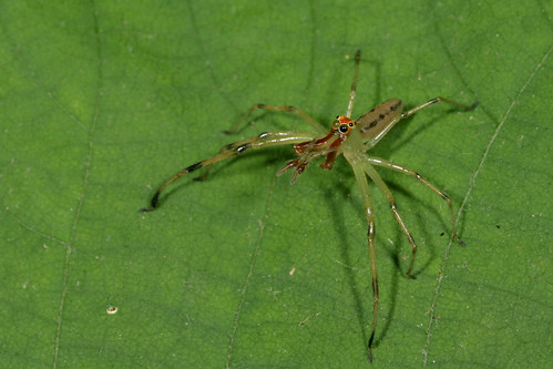 arthropoda spider arachnida araneae salticidae lyssomanes lyssomanesviridis magnoliagreenjumper northcarolina piedmont pennysbend arachtober canonef100mmf28macrousm