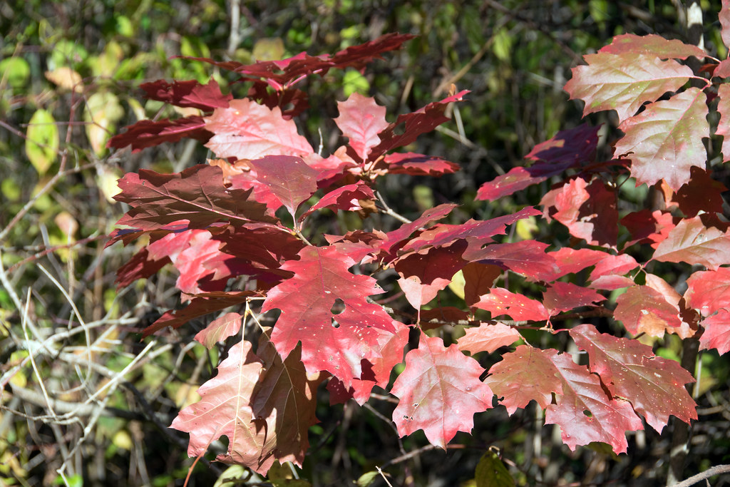northern red oak Quercus rubra