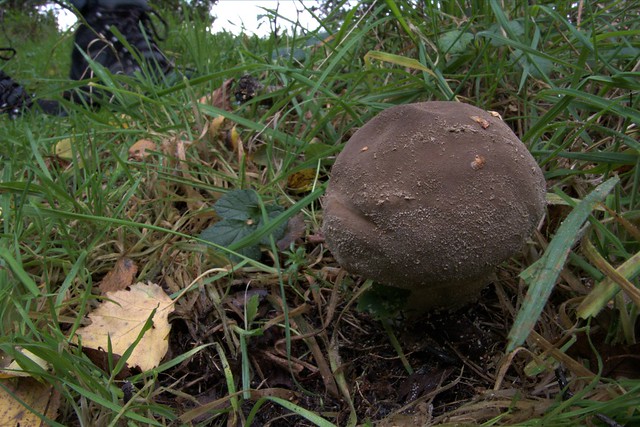 Pestle Puffball.  Lycoperdon excipuliforme, Foulden, Norfolk 3