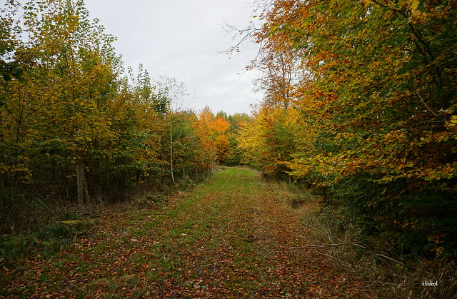 FOREST IN AUTUMN