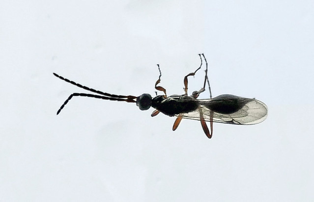Proctotrupidae