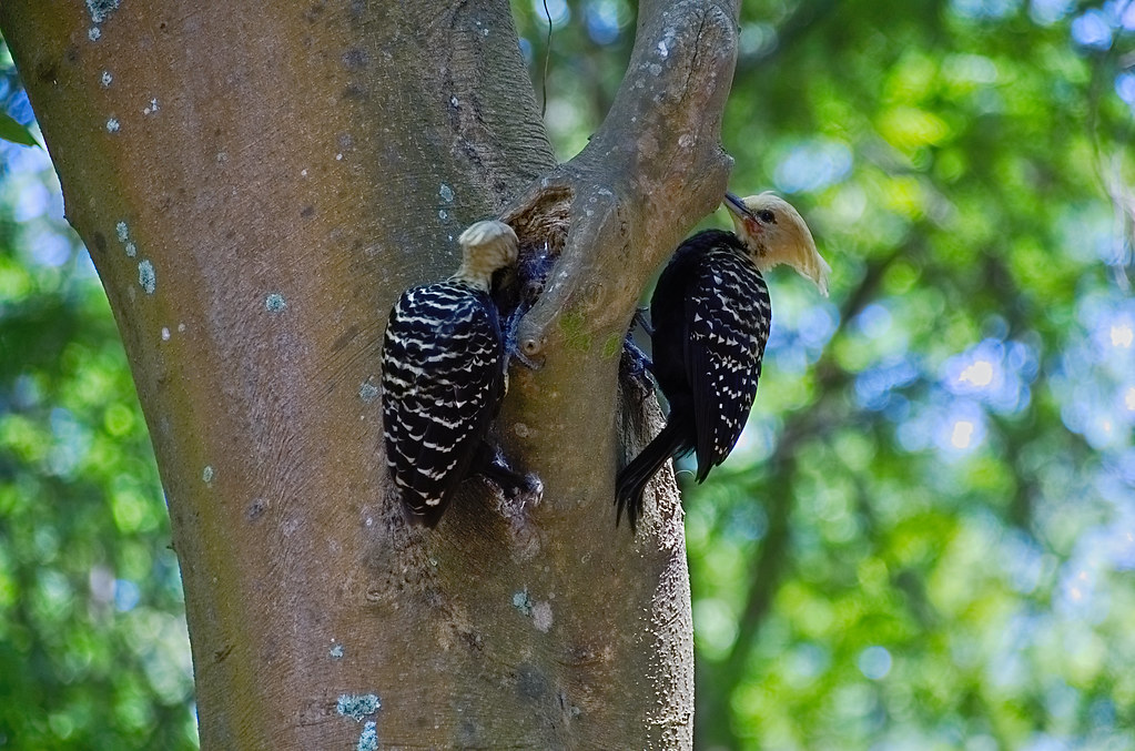 A couple of woodpecker  Pica-pau-louro