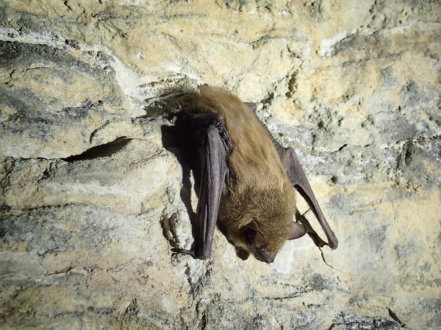 Big Brown Bat clinging to a mortar wall. 