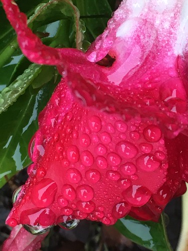 Raindrops on Roses