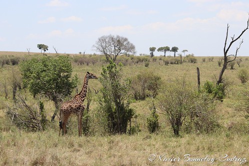 geo:lat=150800210 geo:lon=3505520117 geotagged ken kenya narok olkiombo masaimara animals giraffe masaigiraffe kenyale