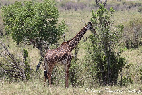 geo:lat=150800210 geo:lon=3505520117 geotagged ken kenya narok olkiombo masaimara animals giraffe masaigiraffe kenyale
