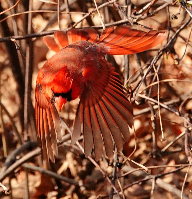 Cardinal through branches.