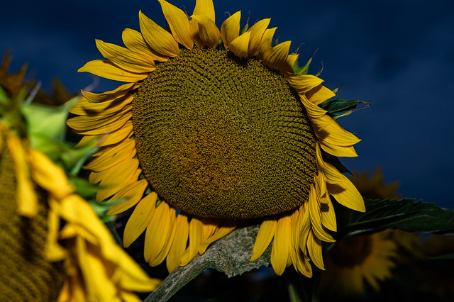 DBL_6433L Sunflower