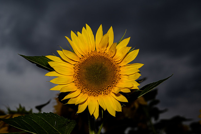 DBL_6432L Sunflower
