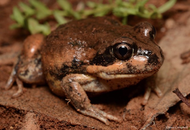 Giant Banjo Frog (Limnodynastes interioris). Cobar, NSW