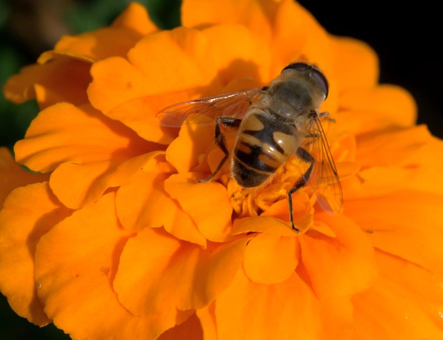 Hover Fly on orange flower