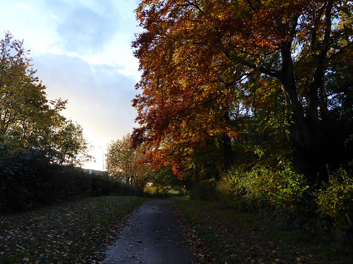 Pathway Through Autumn