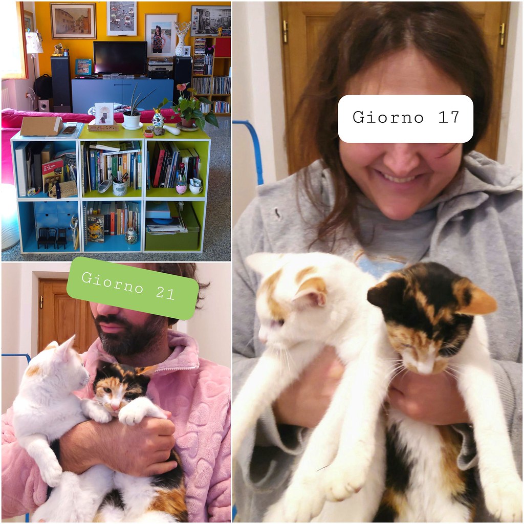 Covid diaries  - Day 21 / Day 17 - My coronavirus swab result is positive again, my wife's negative. Fortunately, I have many books at home ... and some cats.