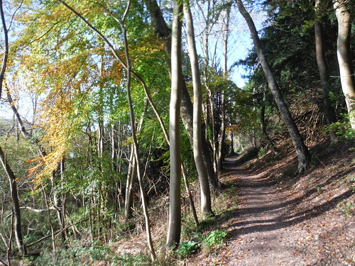 Autumnal Trees in Lower Hartslock Wood SWC Walk 170 Pangbourne Circular via Goring-on-Thames