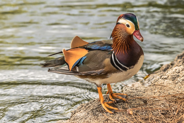Mandarin Duck Jumping Out of the Pond