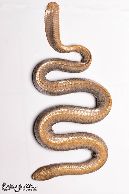 Aipysurus laevis (Olive Sea Snake)