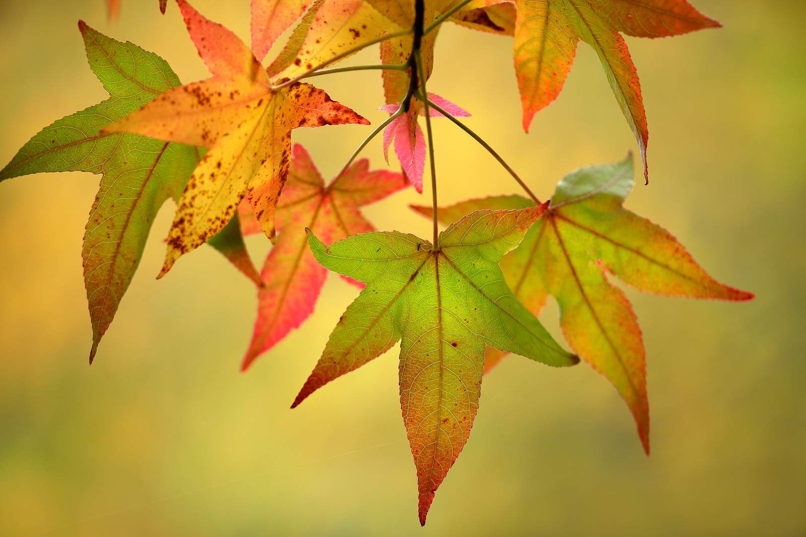 Multicolour Autumn Leaves, Little Horsted