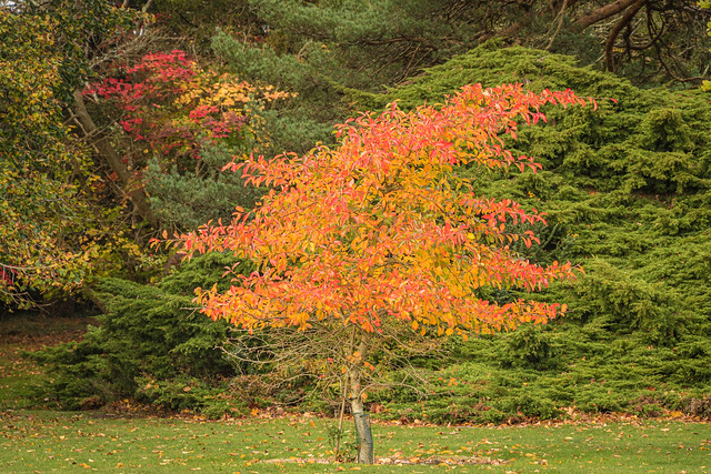 Autumnal colours at Exbury-3057.jpg