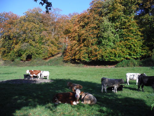 Cows and Wheatley's Plantation SWC Walk 170 Pangbourne Circular via Goring-on-Thames
